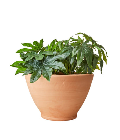 ALBIN Kruka, Terrakotta Affari of sweden